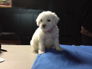 Male white Cockapoo Puppy for sale #21 Ready By Christmas 2012 Born October 1, 2012